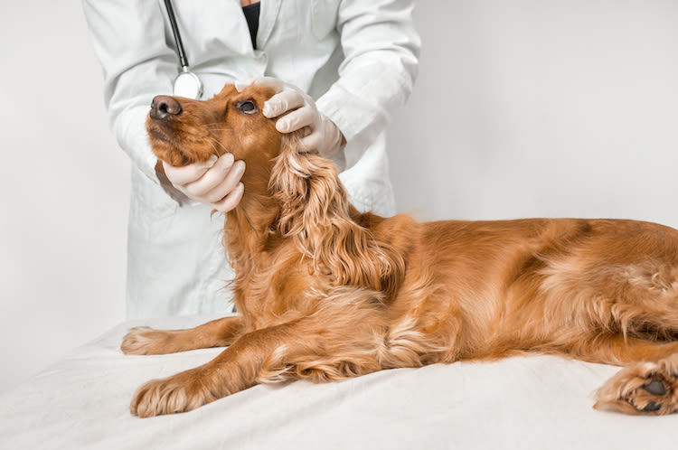 La luxation de la glande nictitante chez le chien