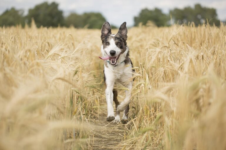 Qu’est-ce que la rupture du ligament croisé chez le chien?