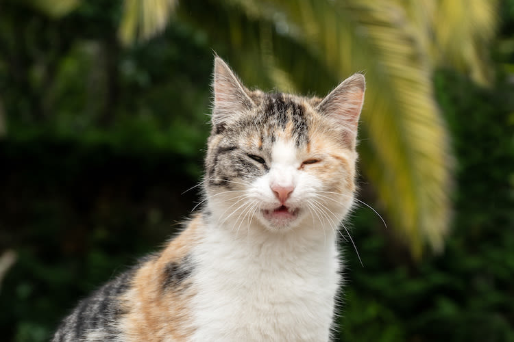 Italie : un chat contaminé par un virus très rare