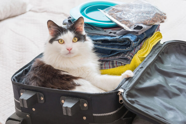 Partir en vacances avec ou sans son chat ? Conseils