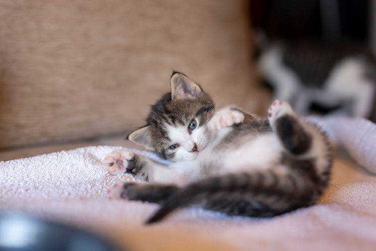 Pourquoi mon chat attaque-t-il sa queue ?