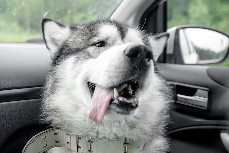 Peut-on briser la vitre d&rsquo;une voiture et sauver un chien ?