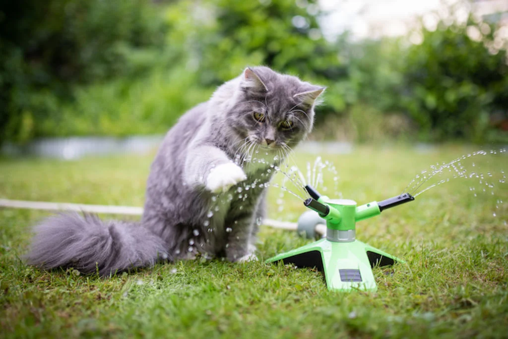 chat_arrosage_automatique_eau