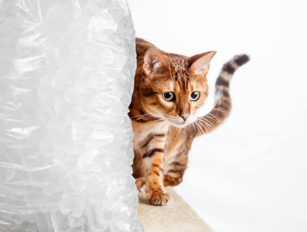 chat_eau_glacons_froid