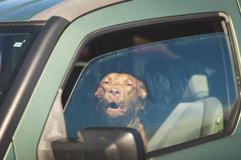 chien_enferme_dans_une_voiture_chaleur_que_faire