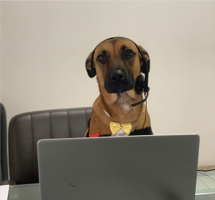 Brésil : un chien errant devient… chargé de clientèle !