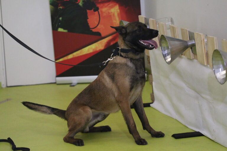 Quels résultats pour les chiens renifleurs du Covid-19 ?