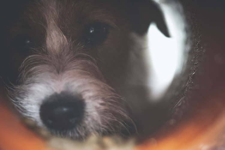 Un Jack Russell meurt asphyxié dans un coffre de voiture