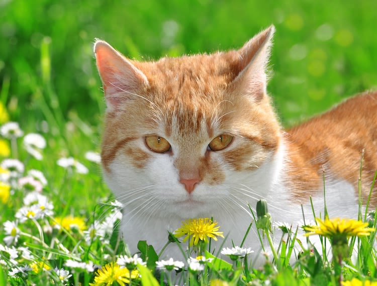 Le 8 août, c’est la Journée internationale du chat