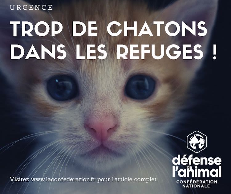 Eté 2020 : déjà trop de chatons dans les refuges !
