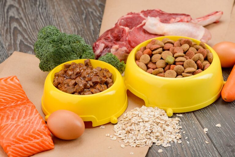 Alimentation des chiens et chats : conseils vétos