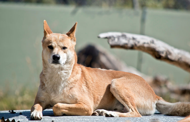 Le chien chanteur fait son retour. Qui est le Dingo ?