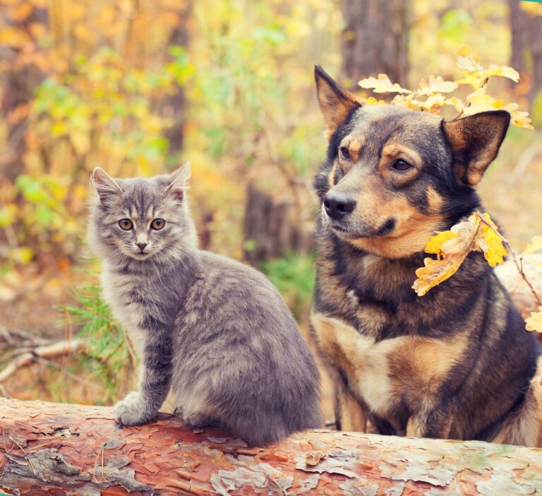 Protéger son chien ou chat à l&rsquo;automne