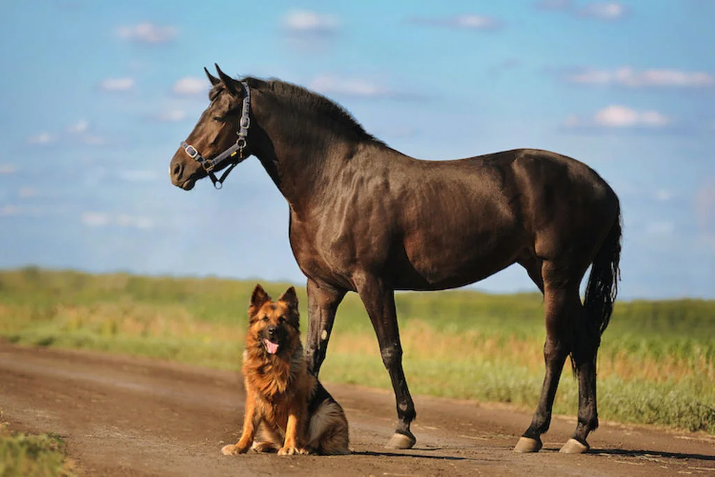 chien_et_berger_allemand