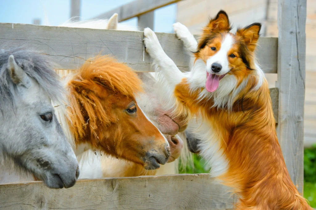 chien_et_poneys