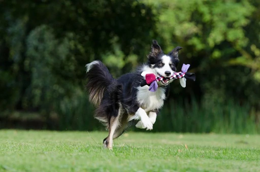 chien qui court