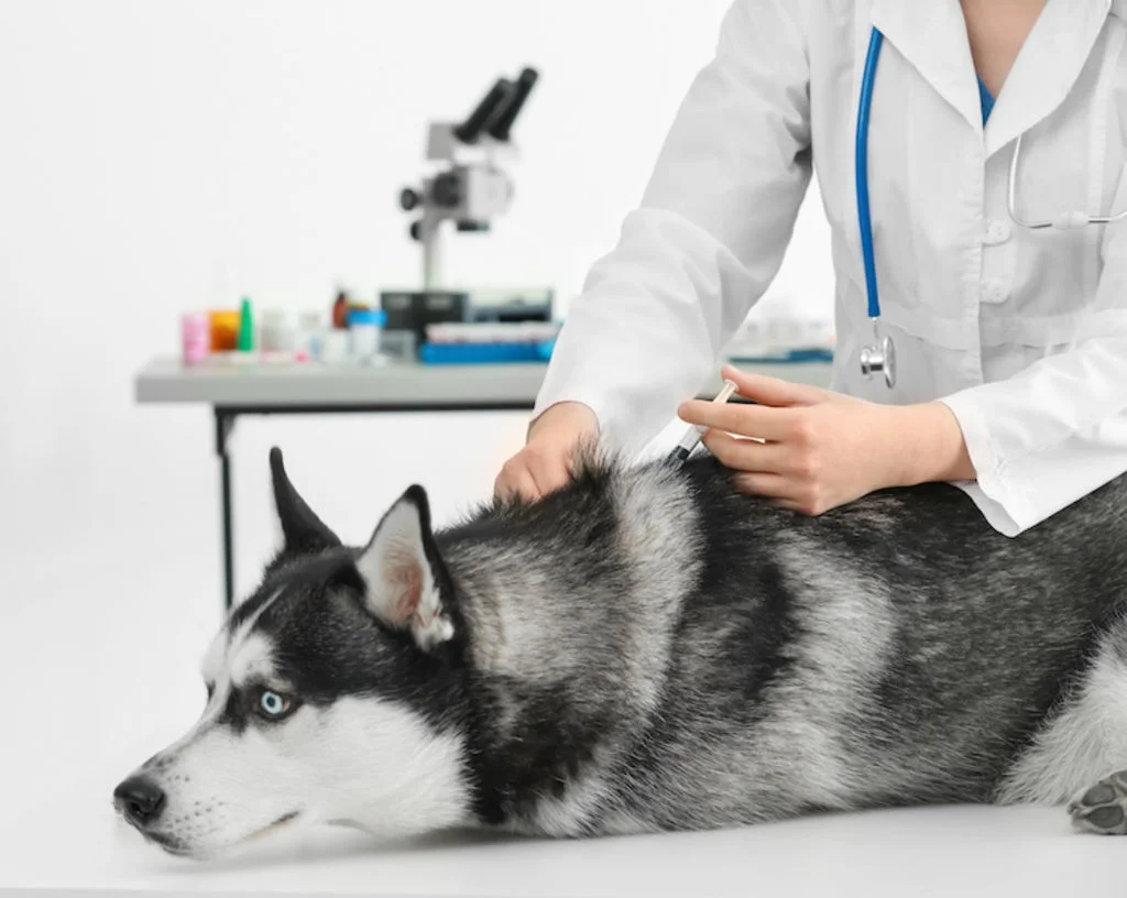 chien_vaccin