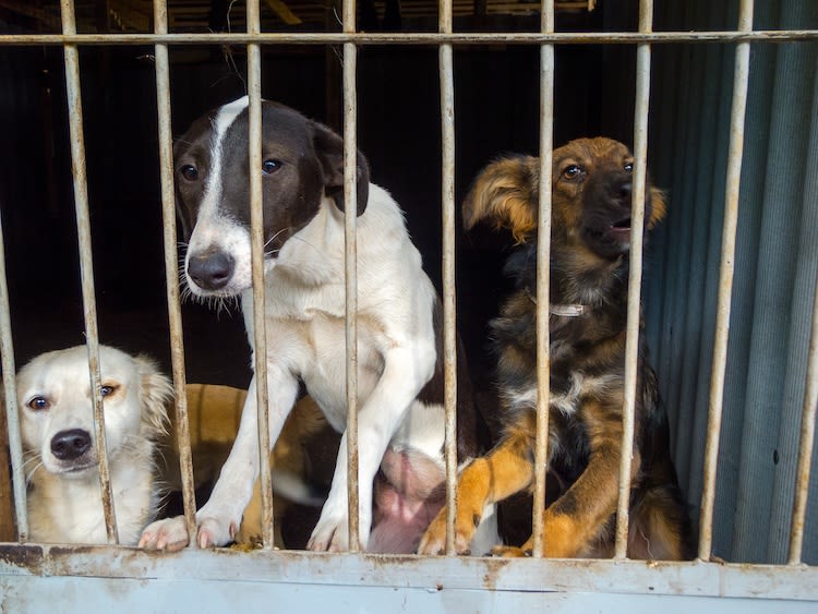 20 millions d&rsquo;euros pour les refuges et associations