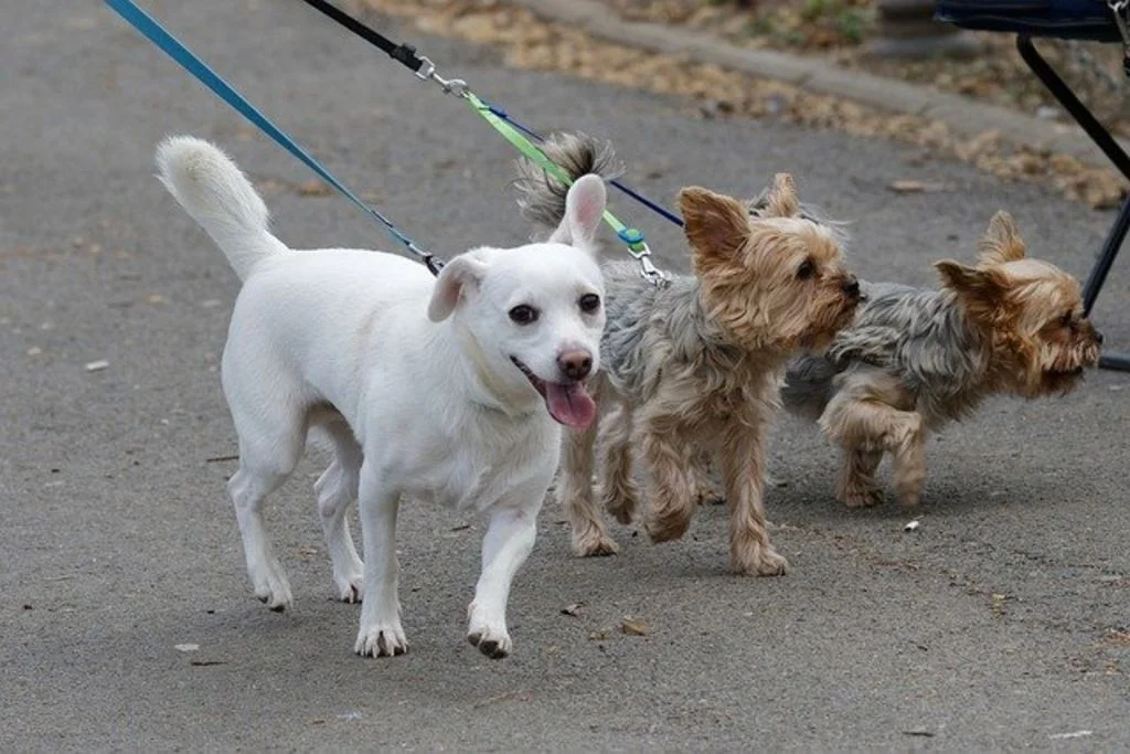 dog sitter un vrai m&eacute;tier