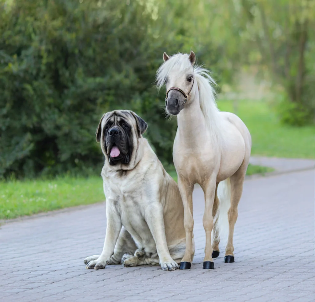 mastiff_et_cheval