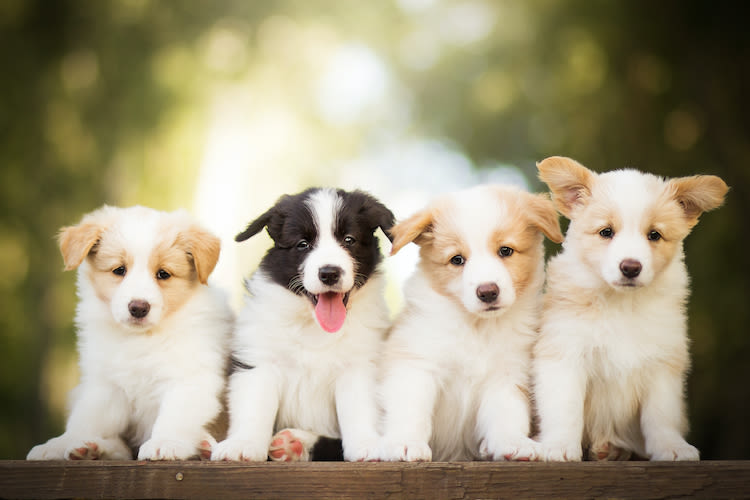 Quel nom pour votre chien en 2021 et comment le choisir ?