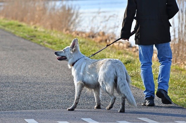 Combien de temps promenez-vous votre chien par jour ?