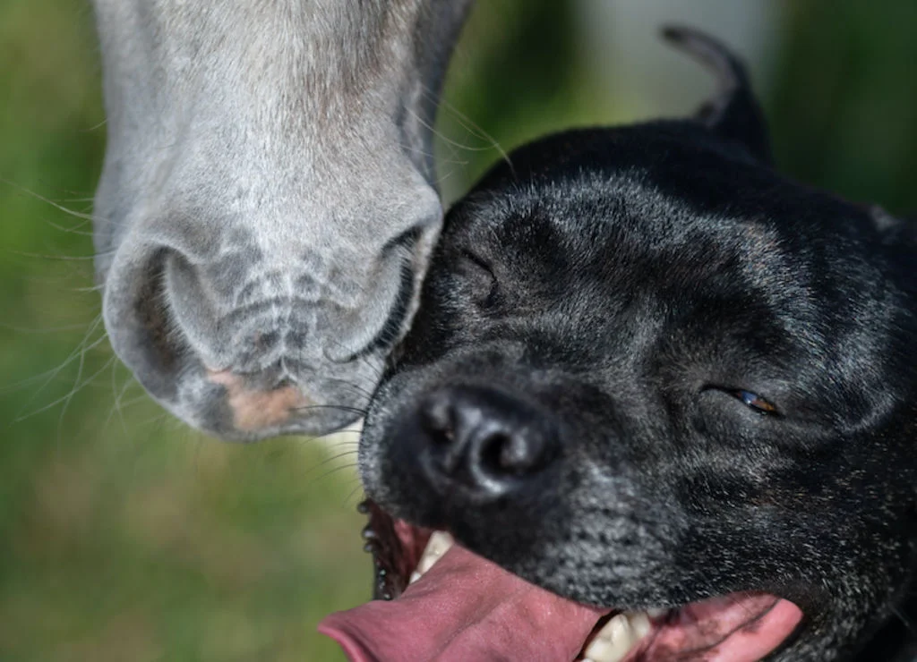 staffie_et_cheval