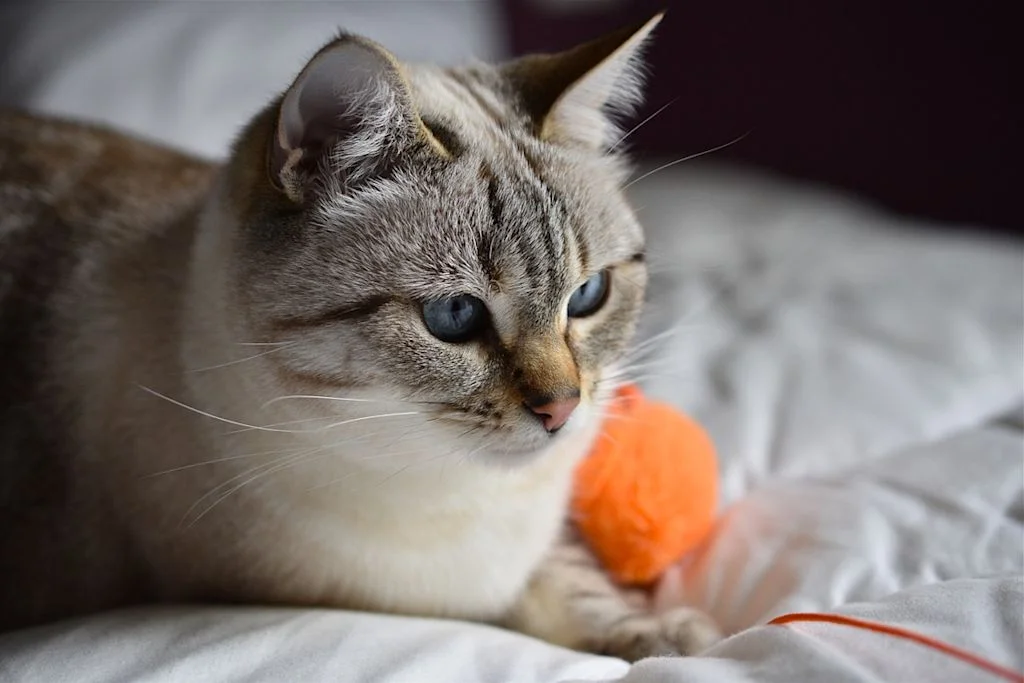 Chat aux yeux bleus