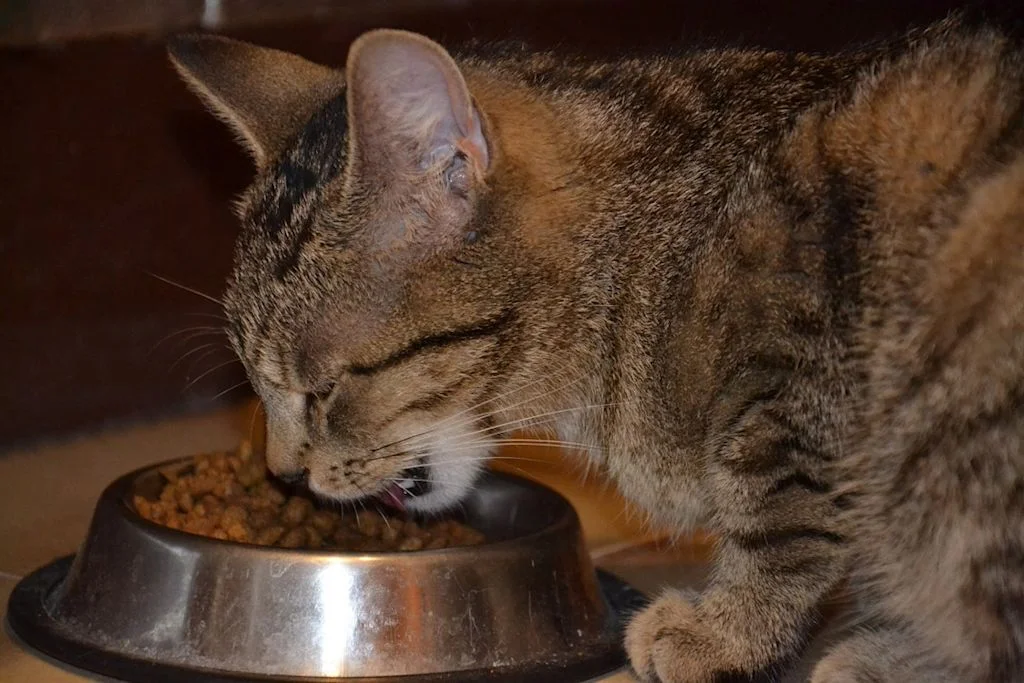Chat qui mange
