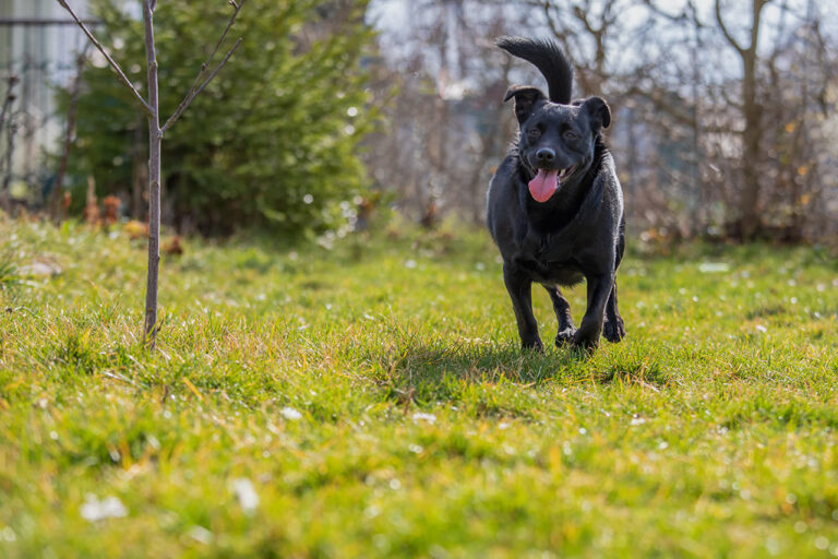 Votre chien est en surpoids. En avez-vous conscience ?
