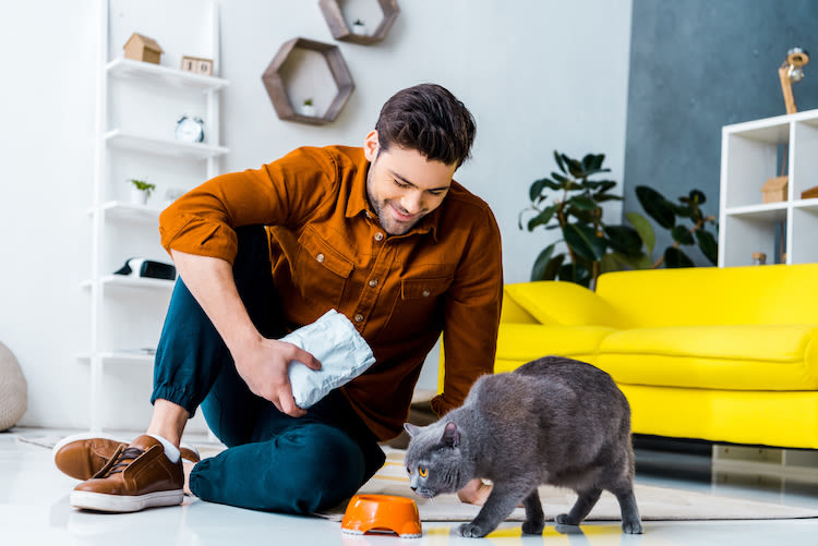 Alimentation : combien de fois nourrir son chat par jour ?