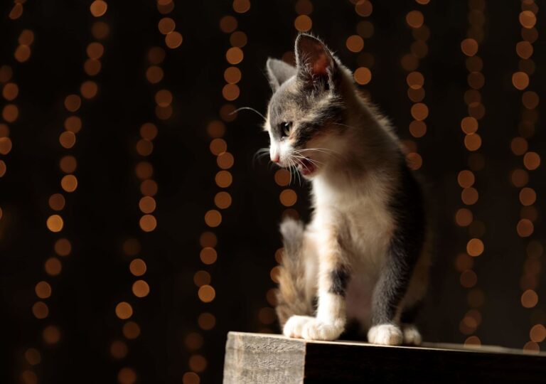 Pourquoi j&rsquo;ai mon chat qui miaule la nuit ?