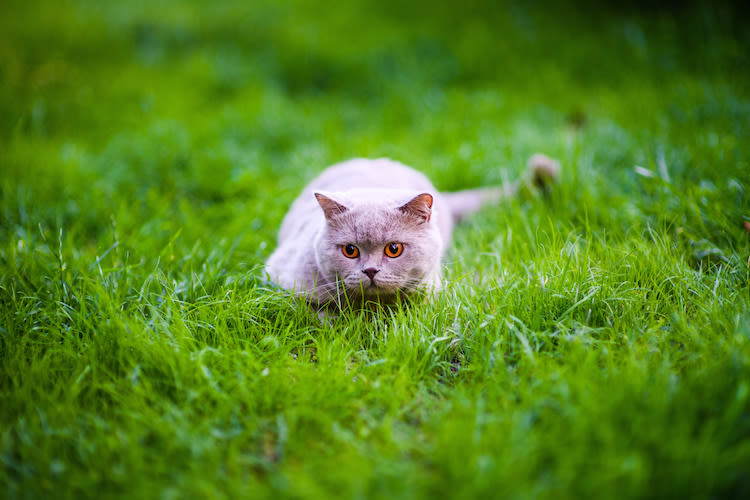 Assemblée Nationale : le chat, un prédateur nuisible ?