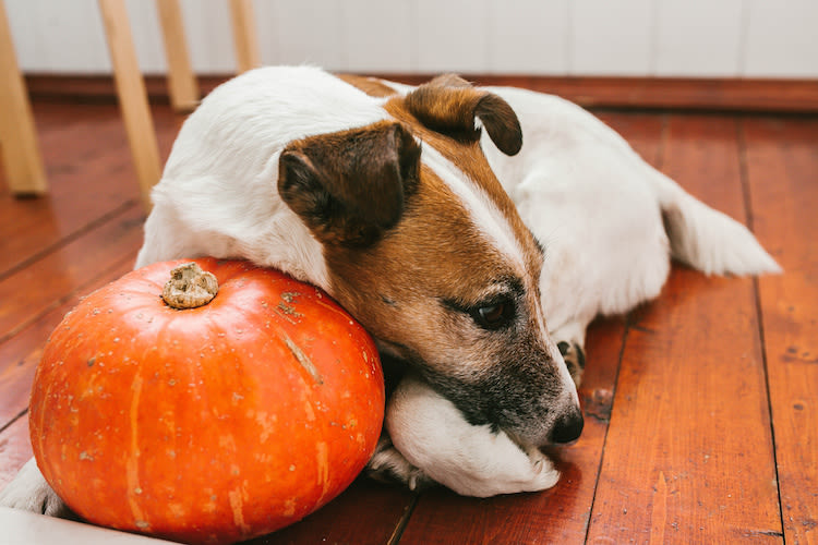 Halloween : quels dangers pour nos chiens et chats ?