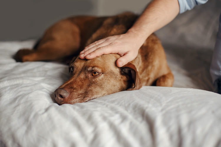 Comment faire le deuil de son animal de compagnie ?