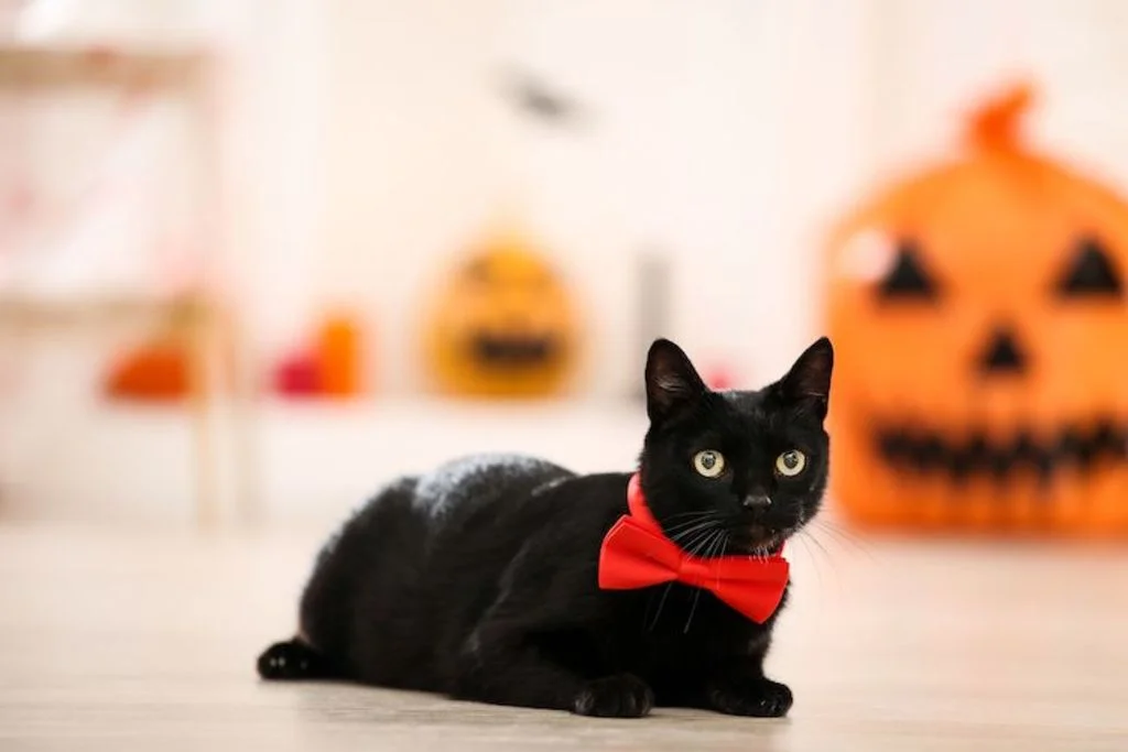 halloween_chat_noir