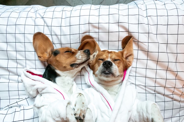 Vous recherchez un hôtel ? Vos animaux ont la parole