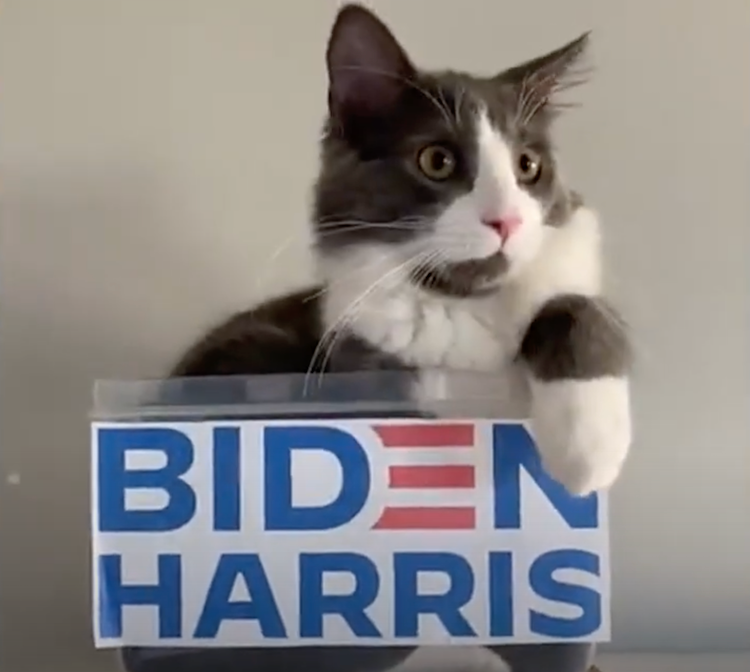 USA : chiens et chats en campagne pour Joe Biden !