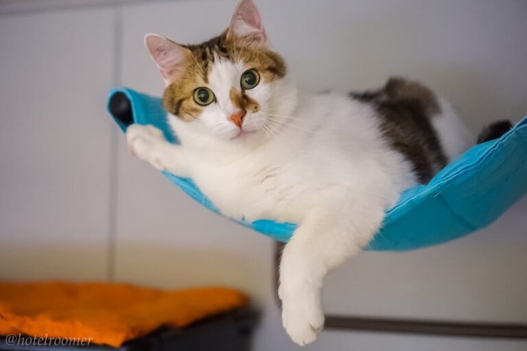Lyon : une pension pour chats mis à mal par la Covid-19