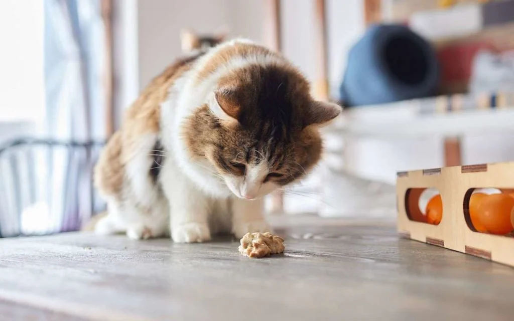vomissements-croquettes-chez-chat-questions-reponses-31