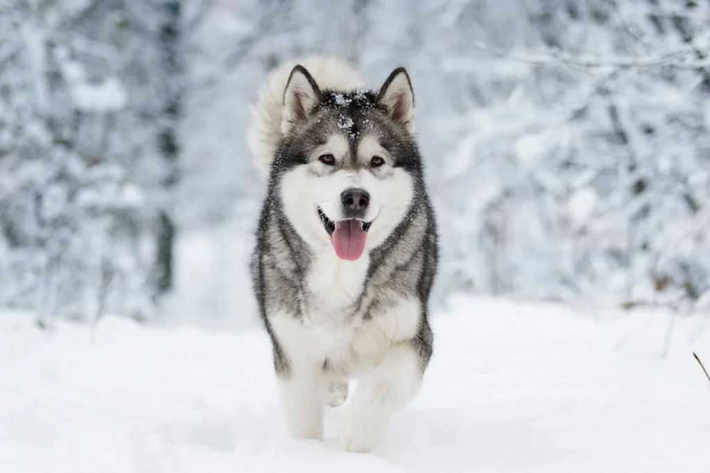 alaskan_malamute_en_hiver_dans_la_neige
