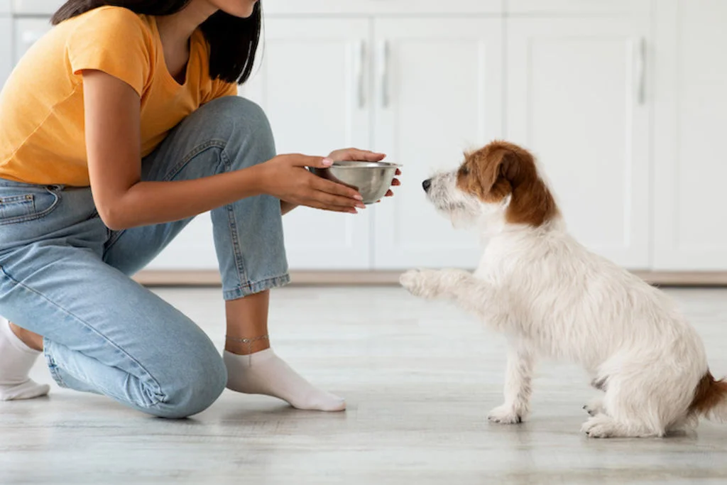 changer-L-alimentation_de_son_chien