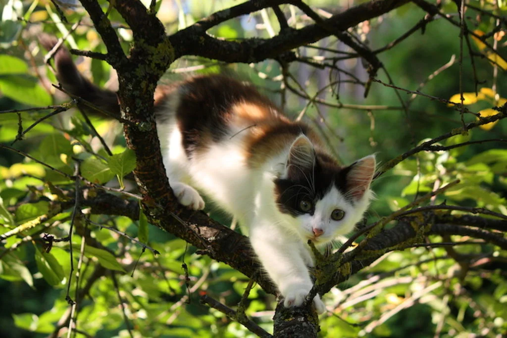 chat_chasseur_dans_arbre