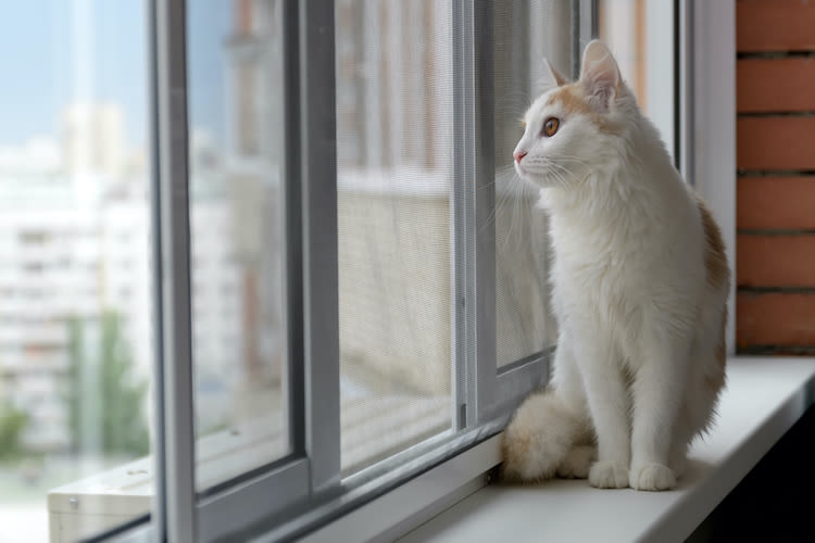 Chat d’intérieur ou « d’extérieur » : quelles différences ?