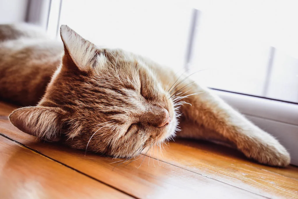 chat_d_interieur_repos_sieste
