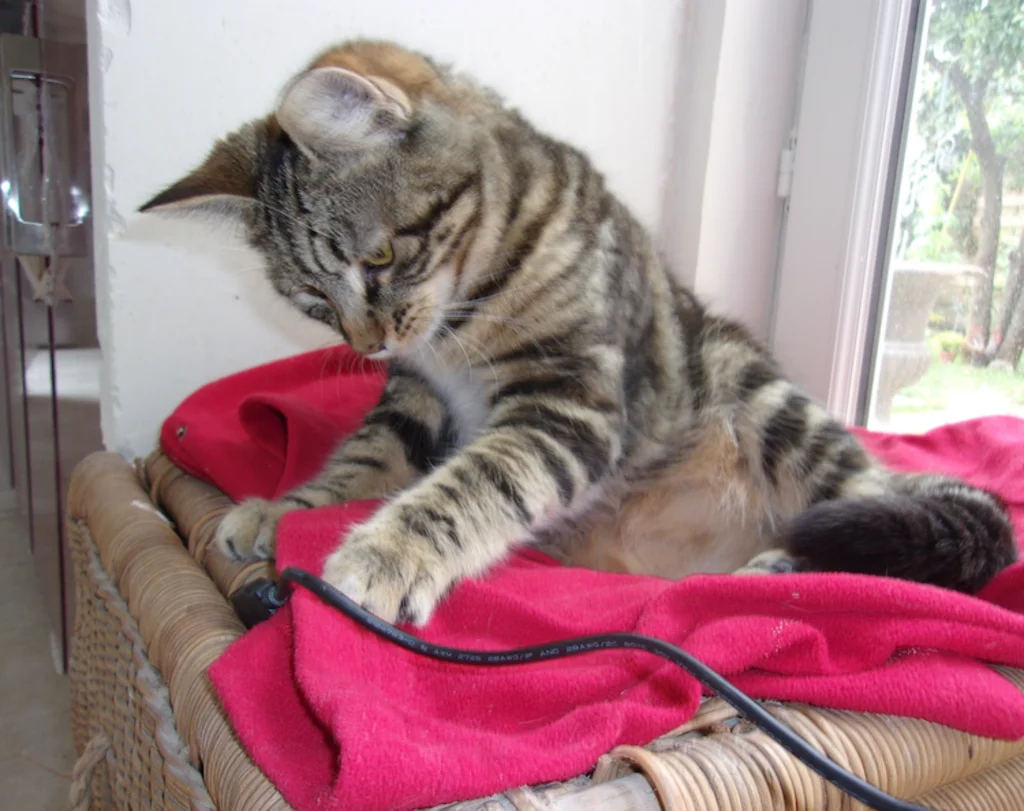 chat_qui_joue