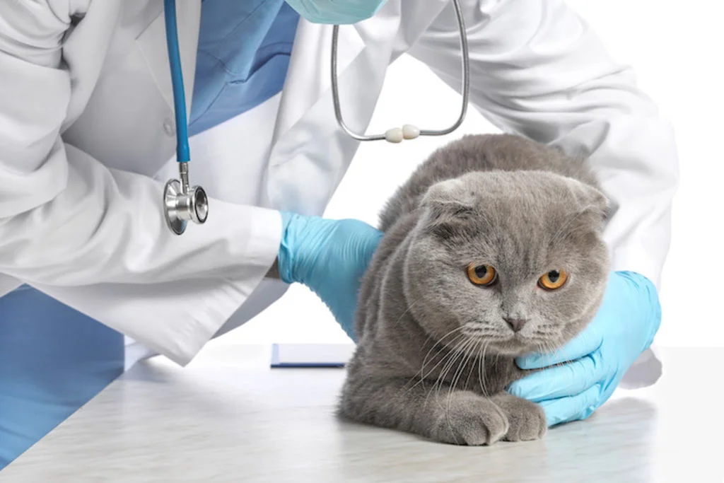 chat_rhume_coup_de_froid