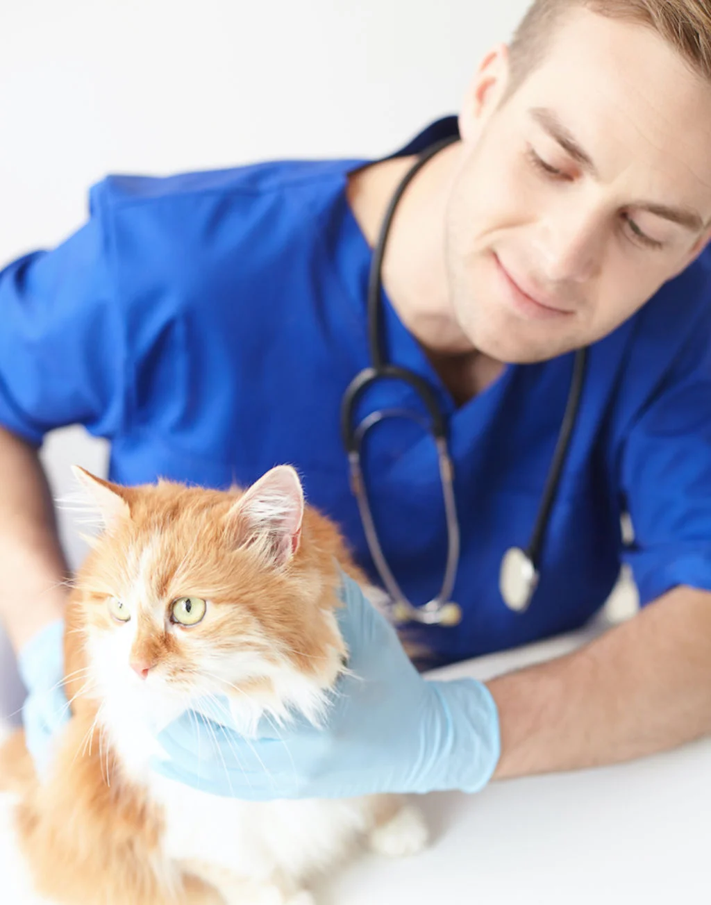 chat_veterinaire_assurance_chat_remboursement