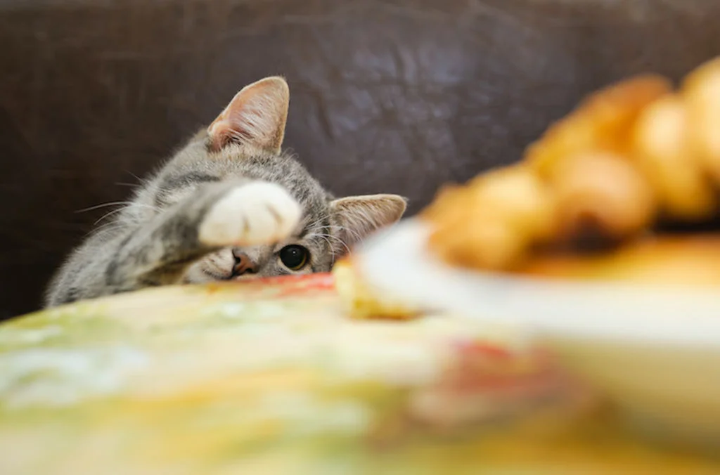 chat_voleur_intoxication