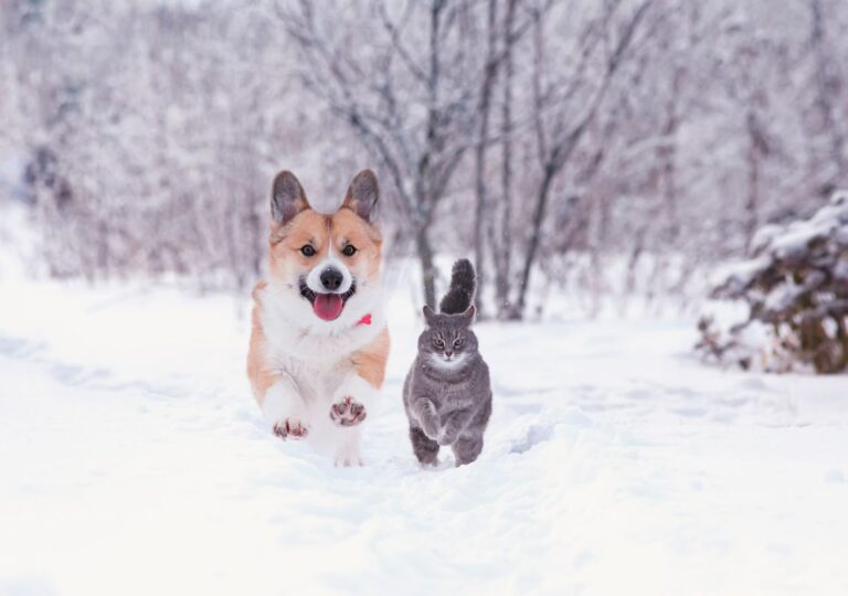 Hiver et froid : comment protéger votre chien ou chat ?